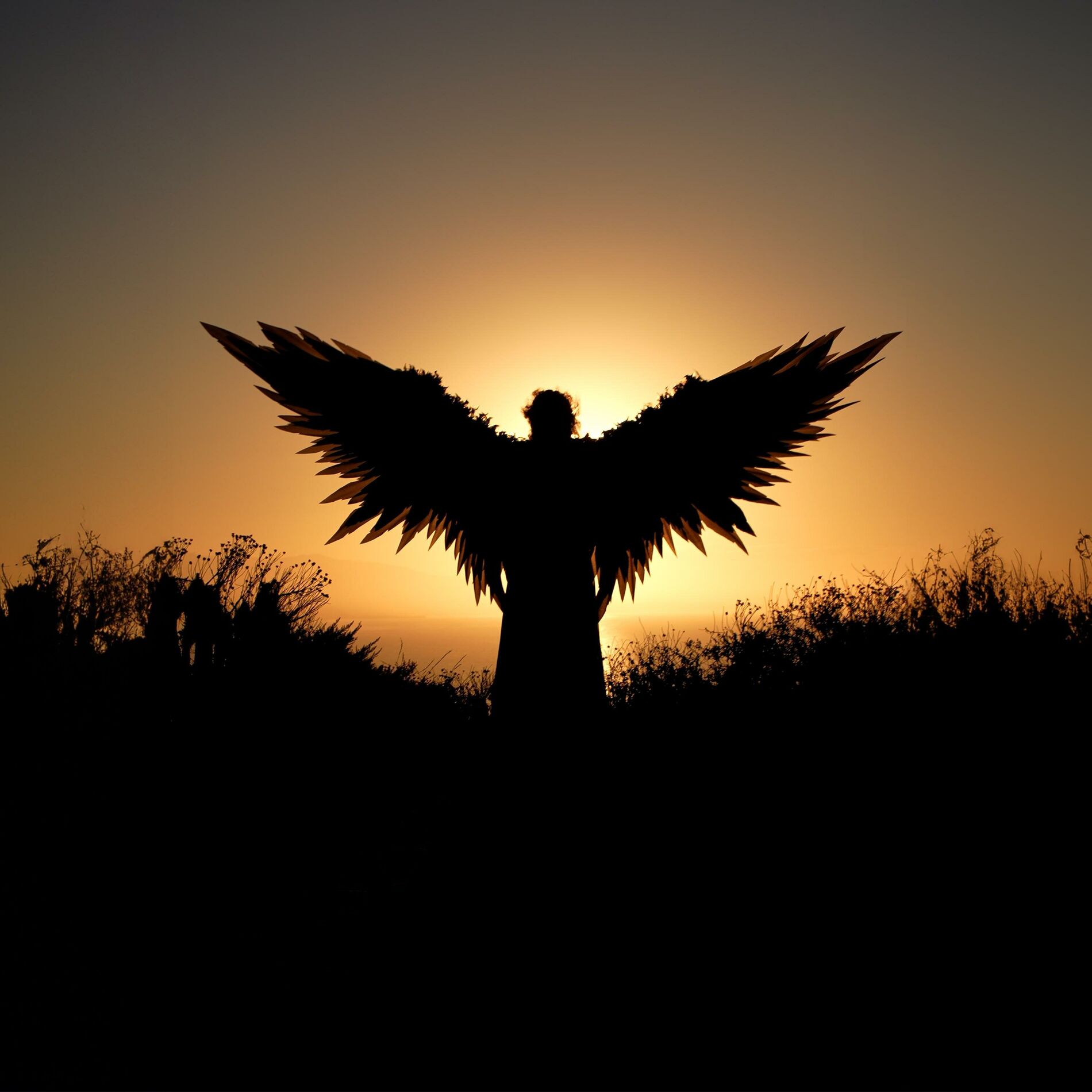 Album cover of Where the Crow Flies