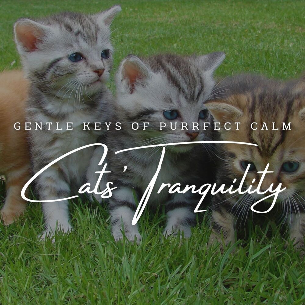 Picture of Feline Melodies: Meditative Piano for Cats' Tranquility