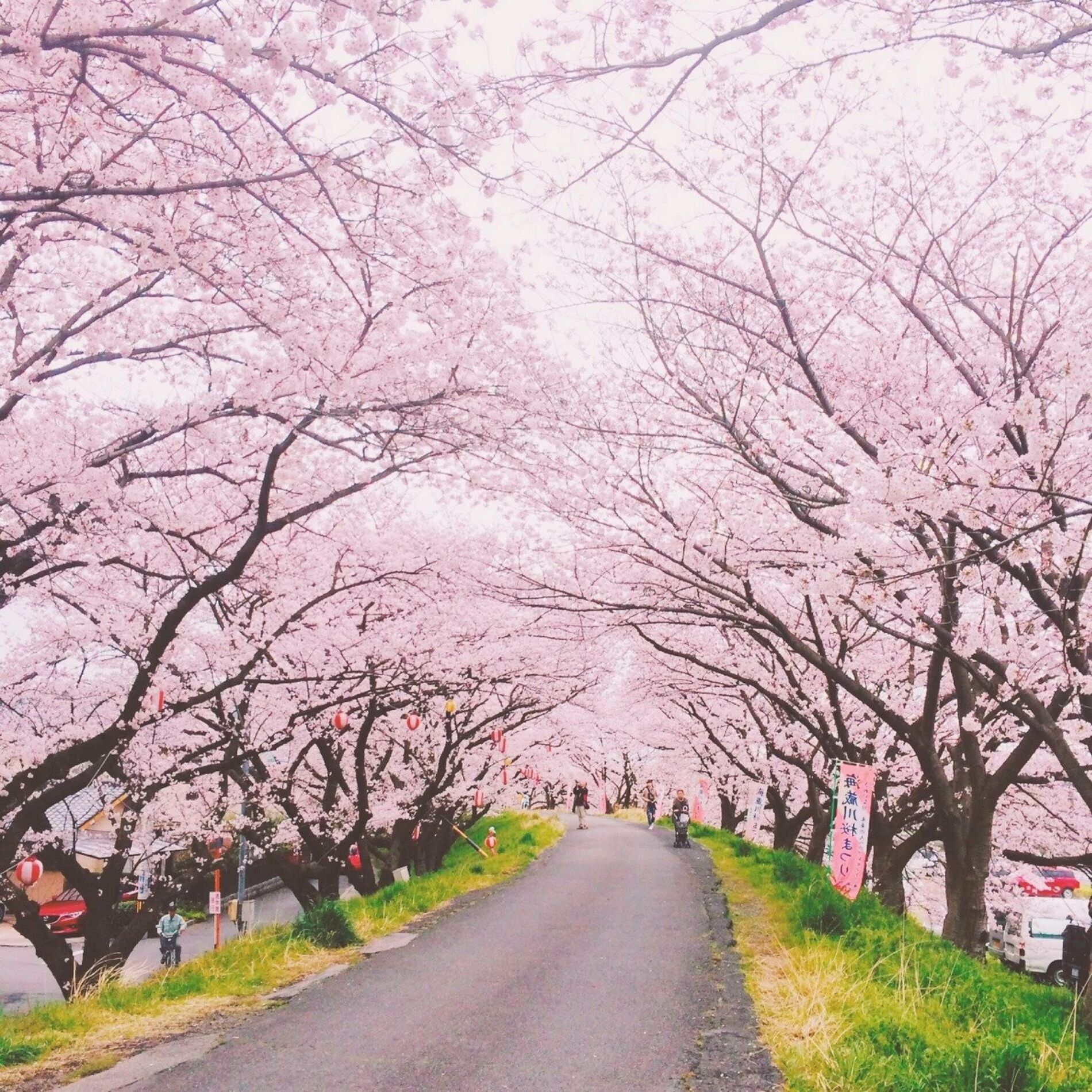 Album cover of Cherry Blossom