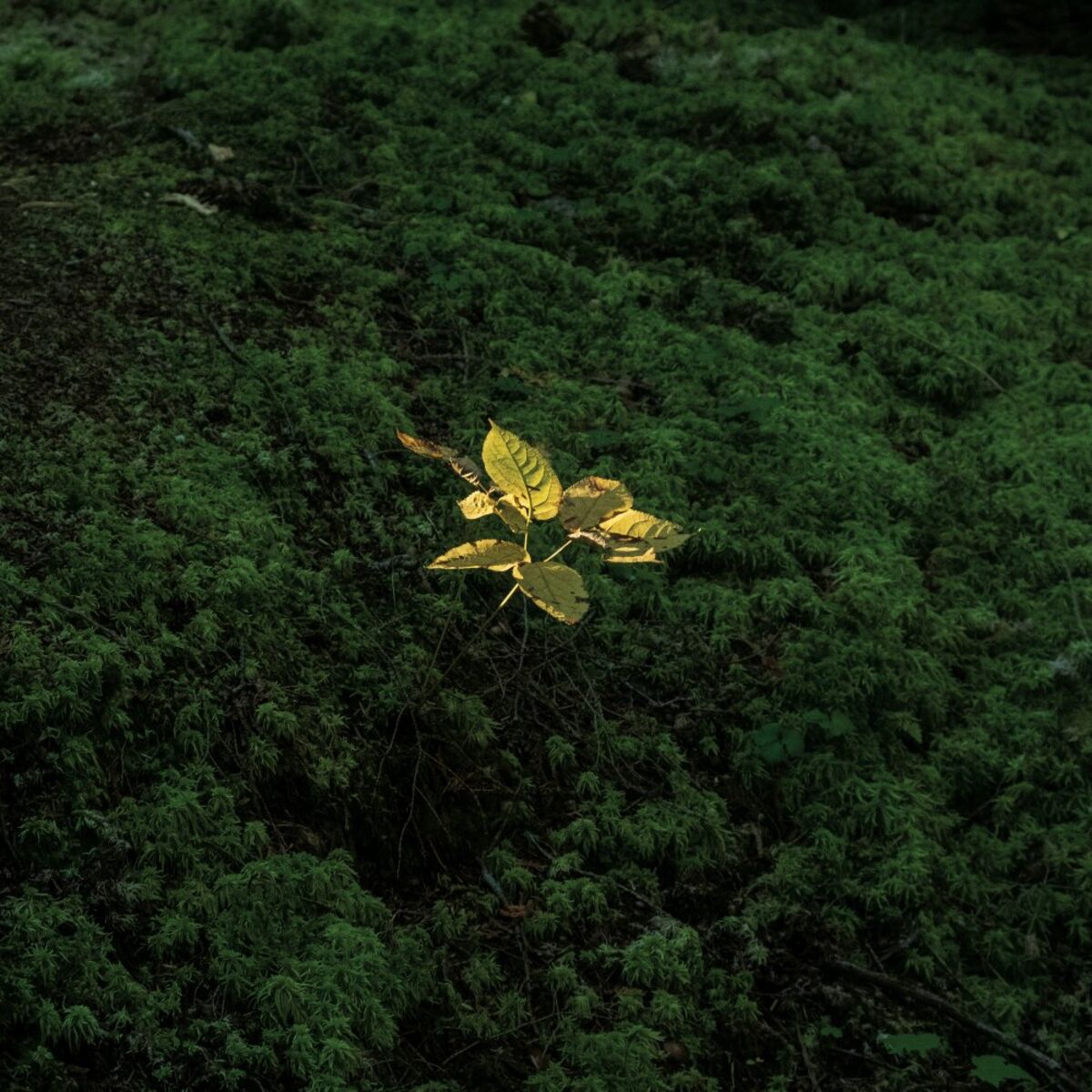 Album cover of HARD08