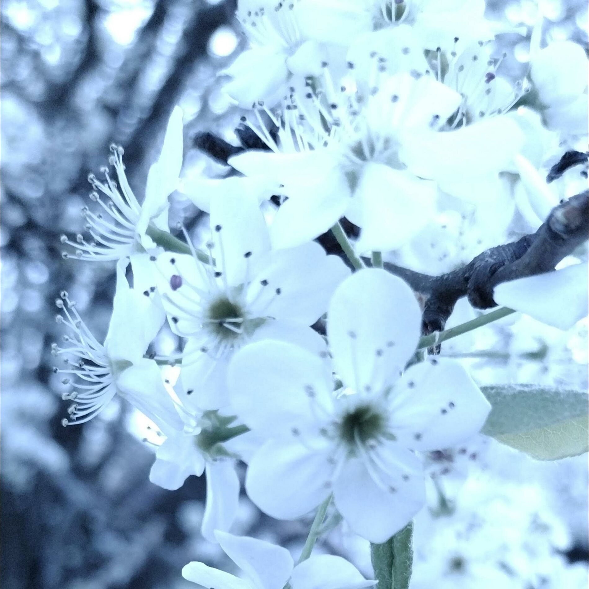 Album cover of blossom.