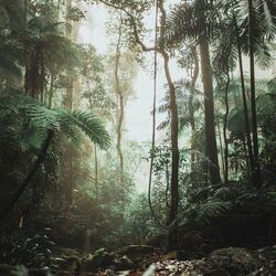 Cover of Reptilia