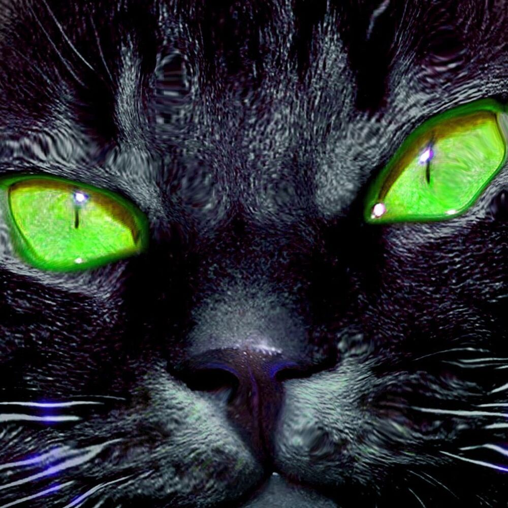 Picture of Meow