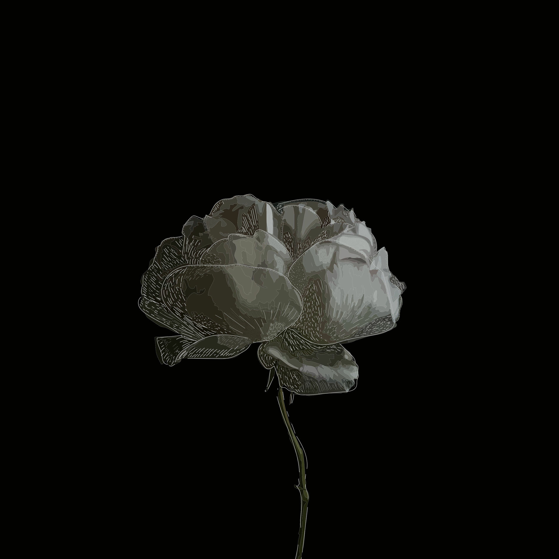 Album cover of Shadow and Light