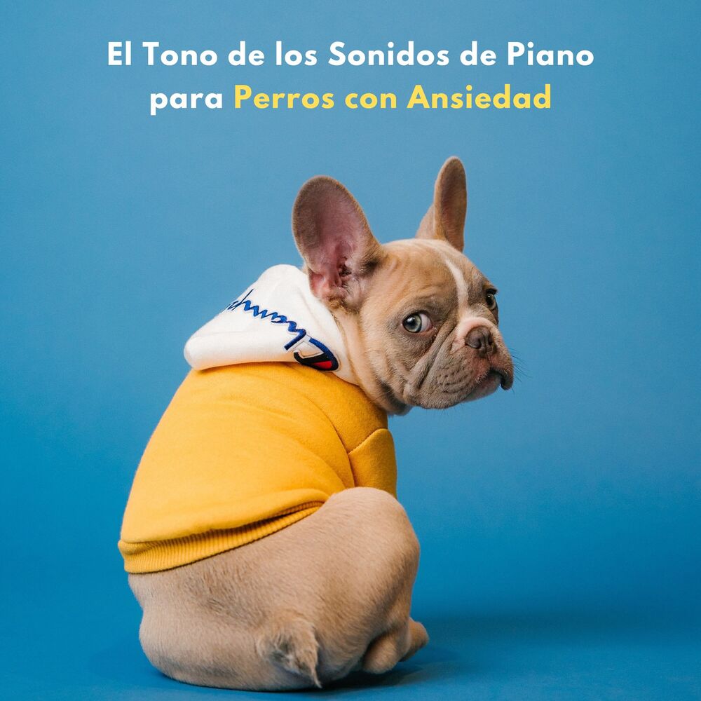 Picture of El Tono De Los Sonidos De Piano Para Perros Con Ansiedad