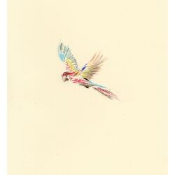Cover of Birds of Paradise