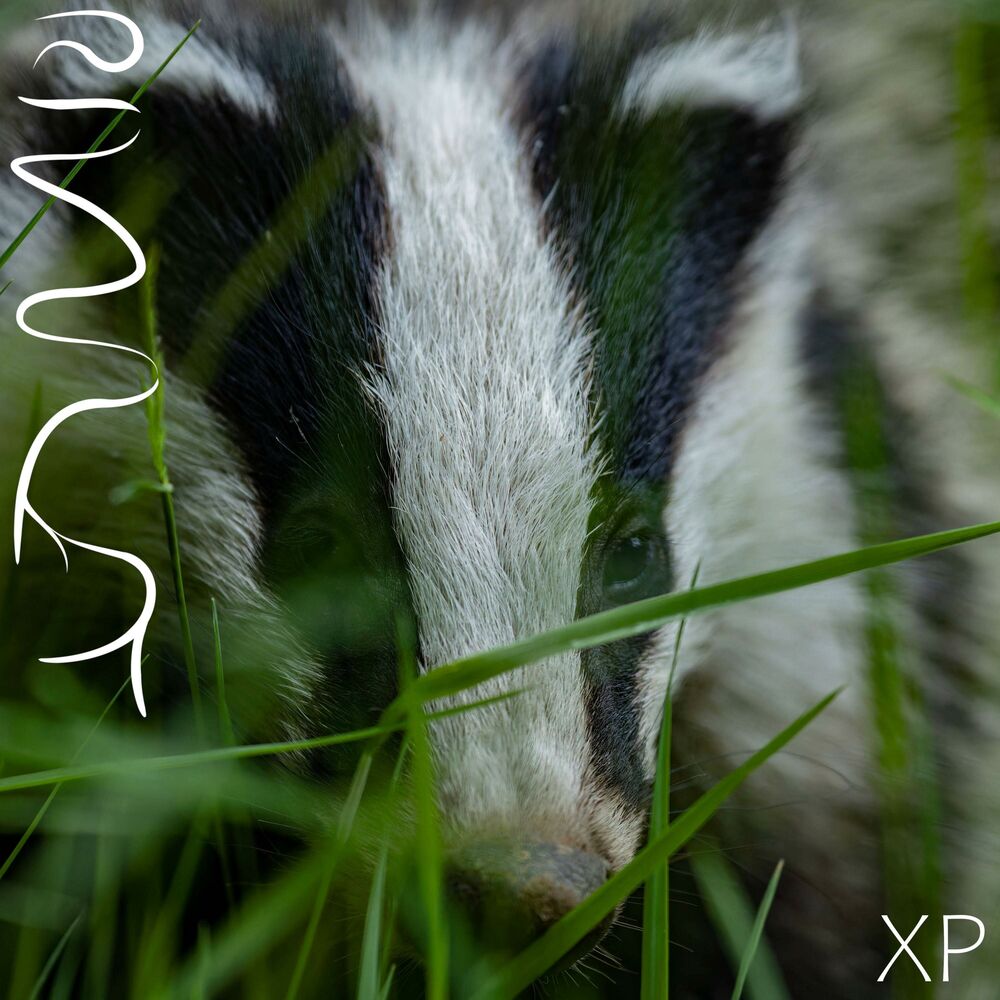 Picture of XP (Collection 18-22)