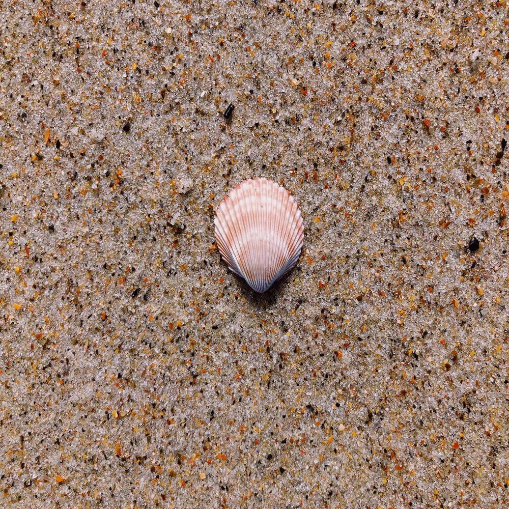 Picture of Shell Like Serenade