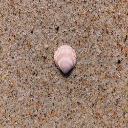 Cover of Shell Like Serenade