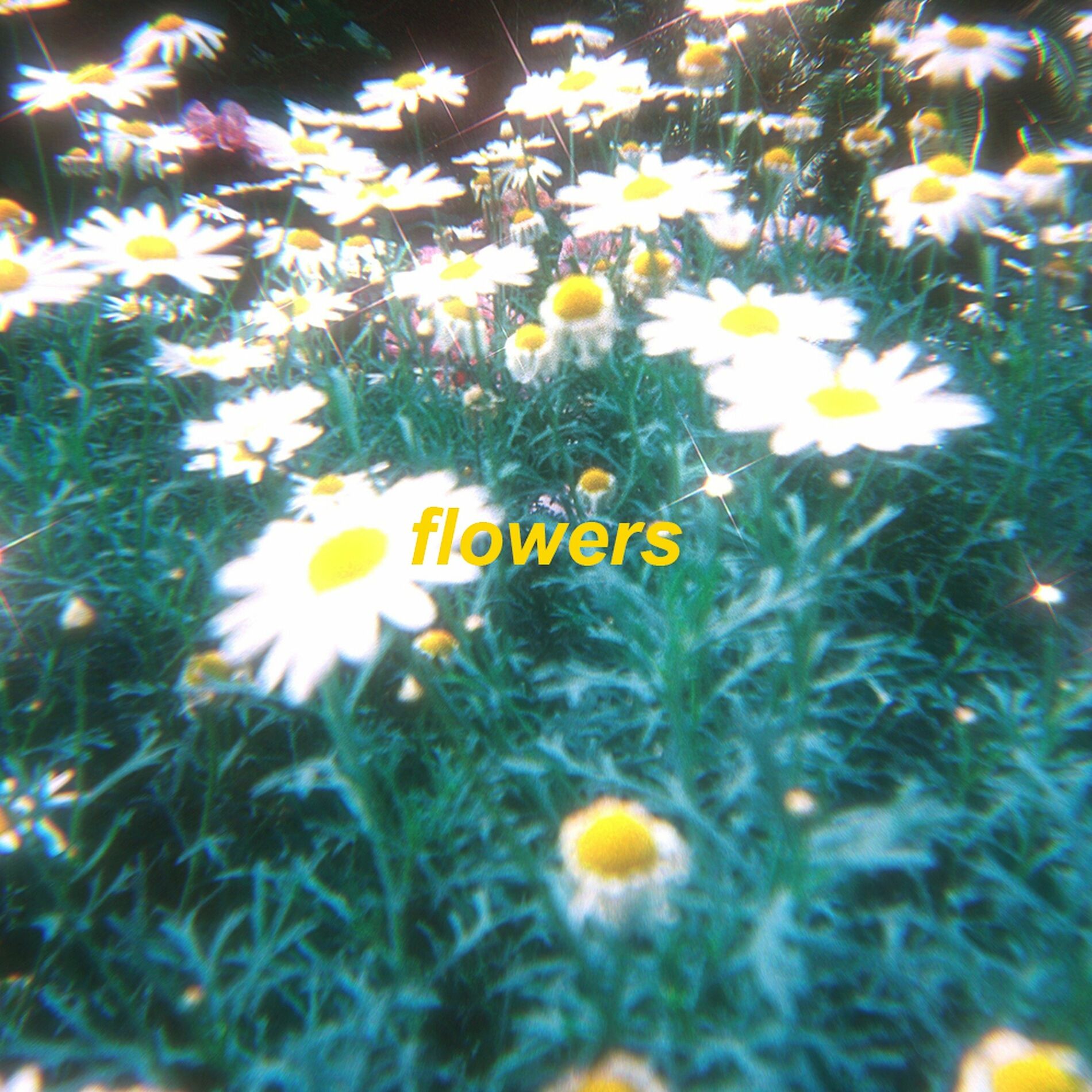 Album cover of flowers