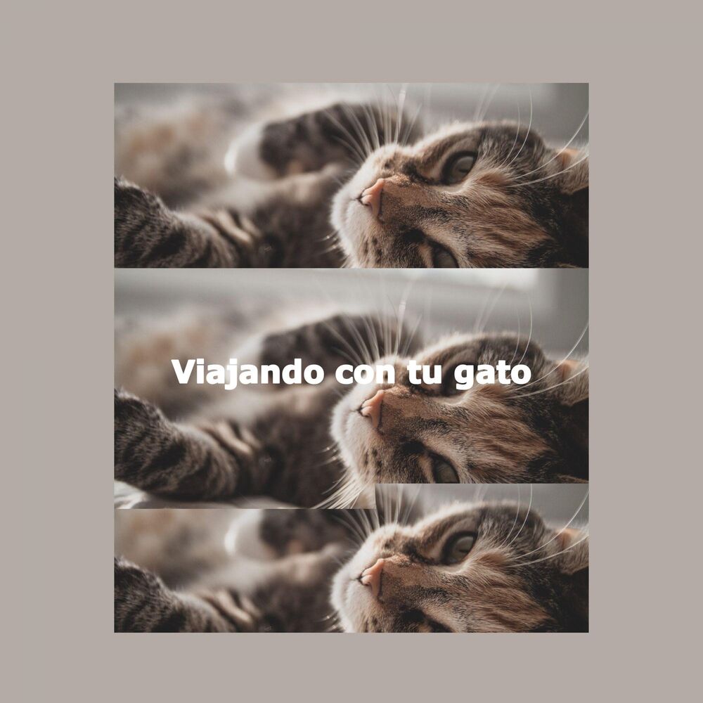Picture of Viajando con tu gato