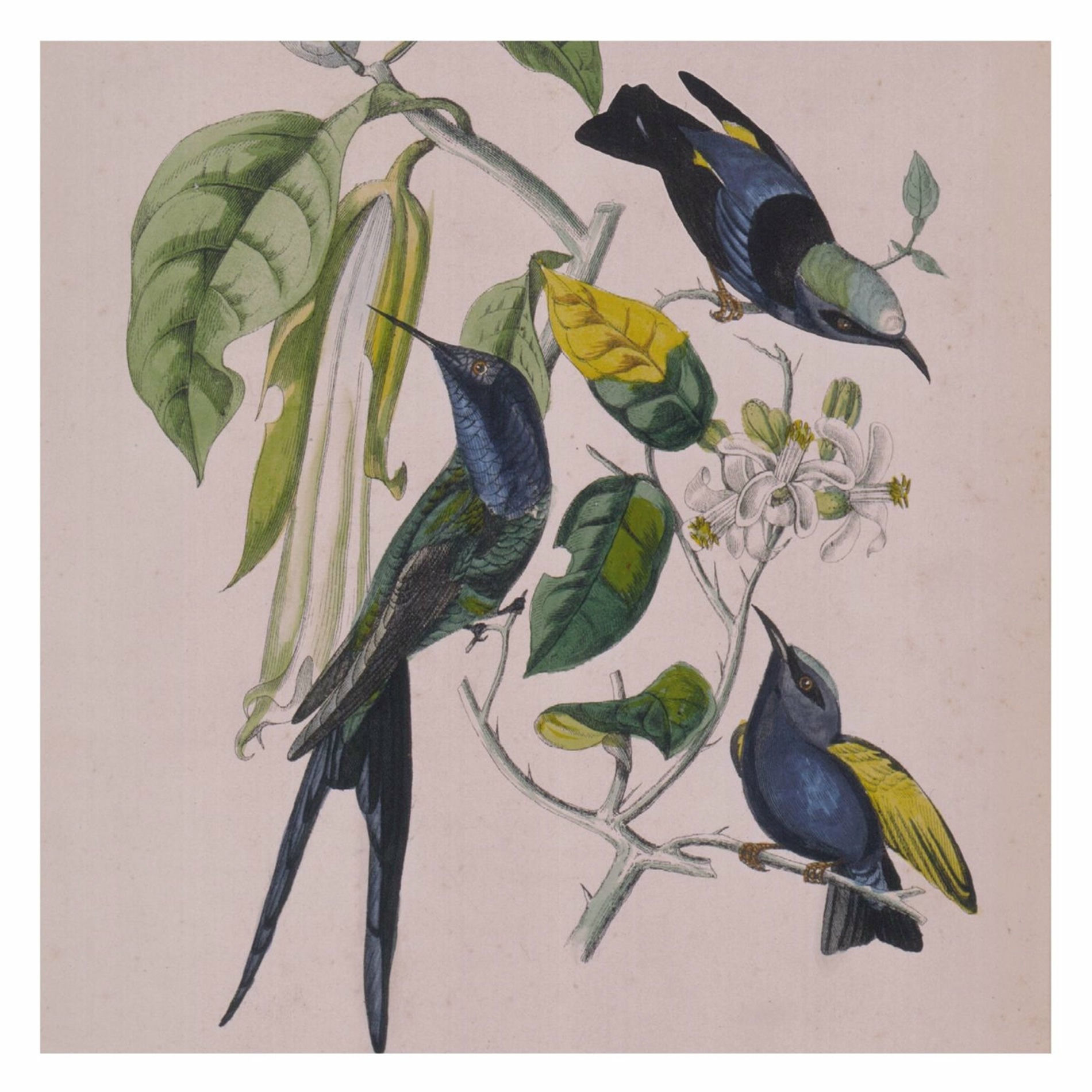 Album cover of Sakura