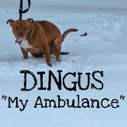 Cover of My Ambulance