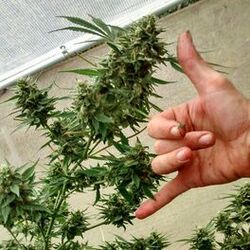 Cover of Free da Herb