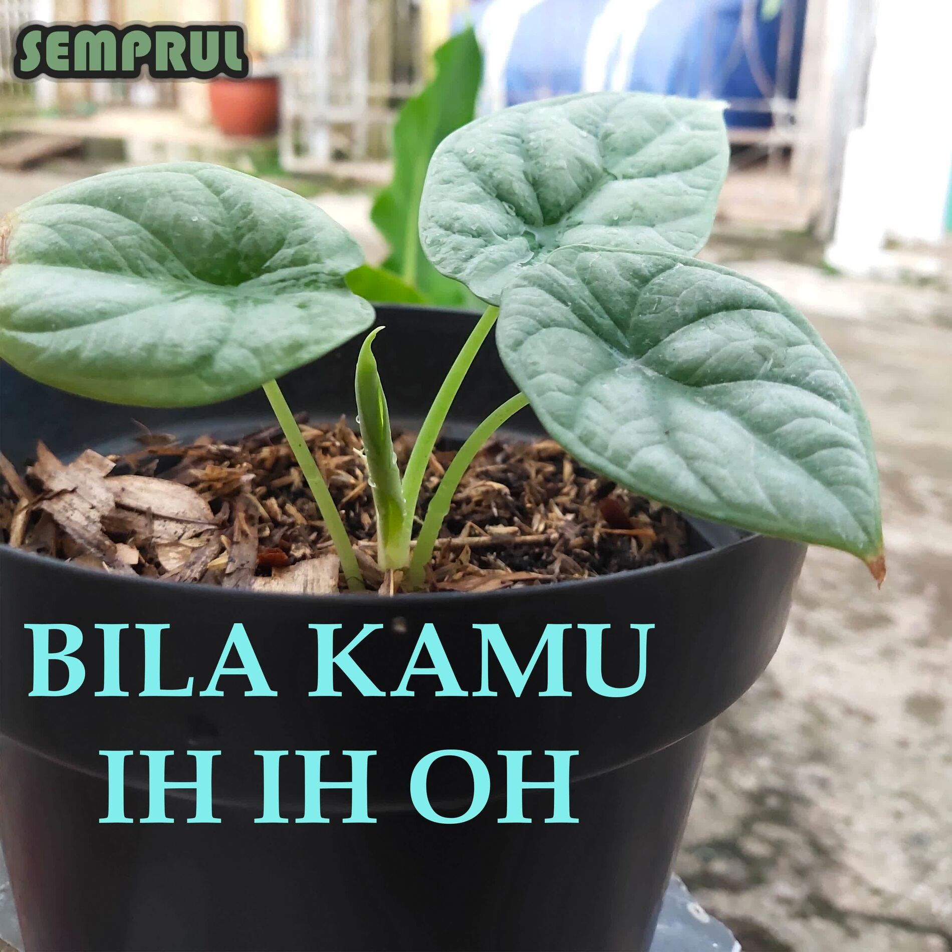 Album cover of BILA KAMU IH IH OH