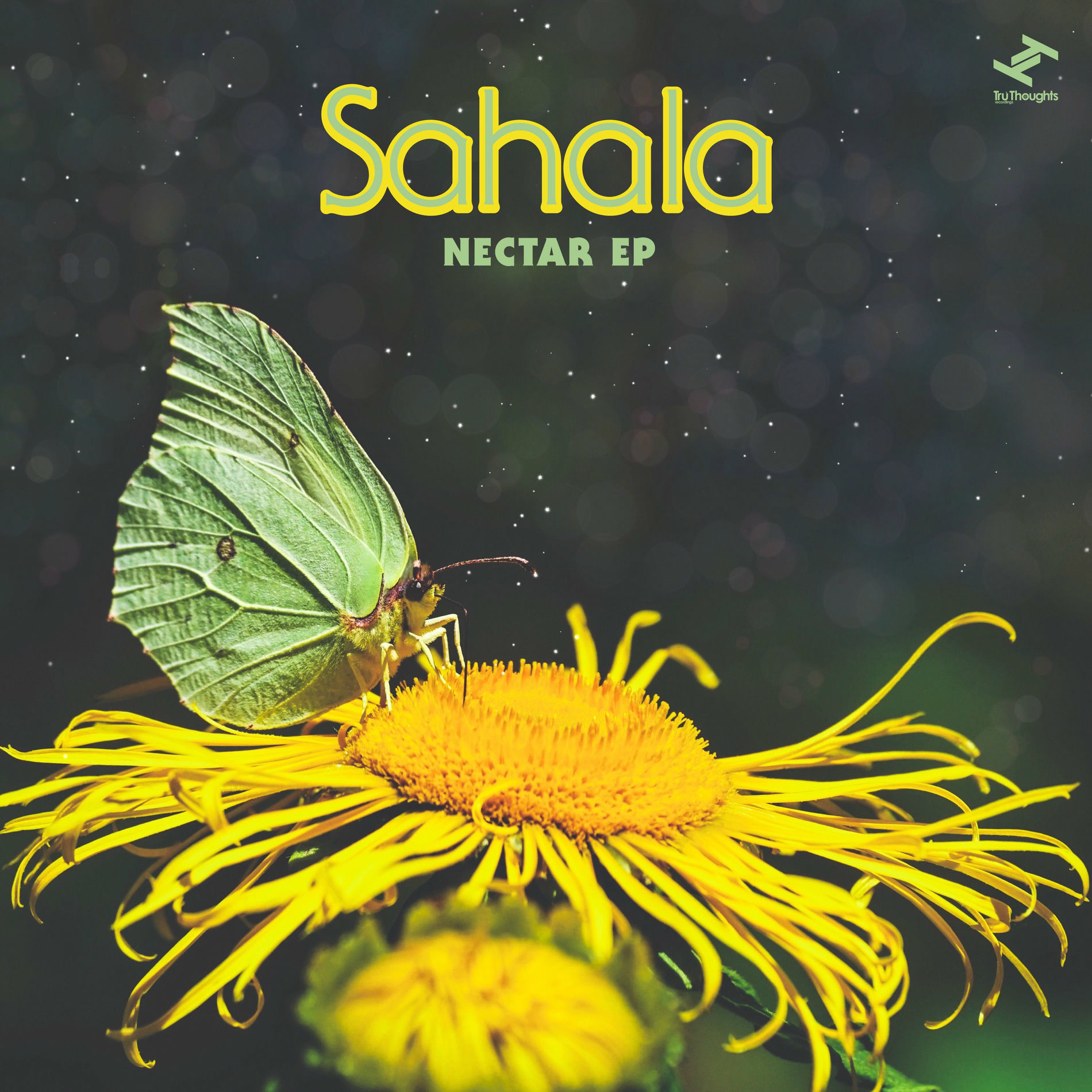ミュージシャン Sahala ミュージシャン Sahala ミュージシャン Sahala Sahara - The