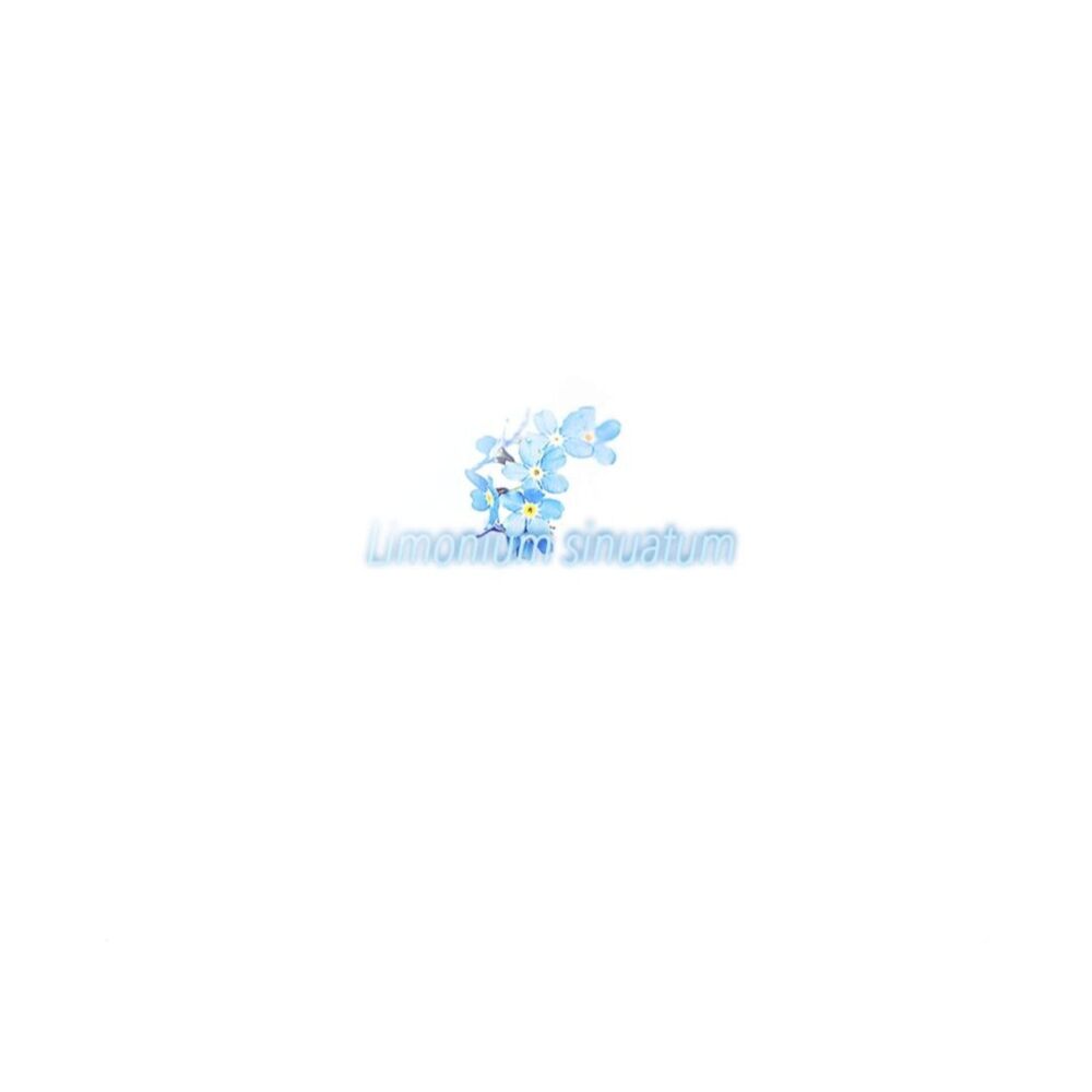 Picture of Limonium sinuatum