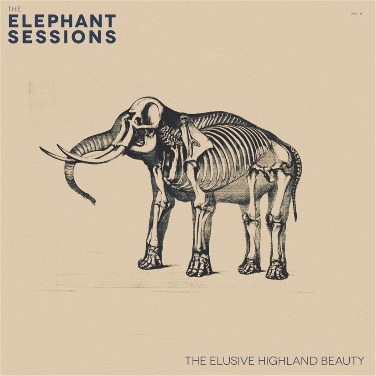 Album cover of The Elusive Highland Beauty