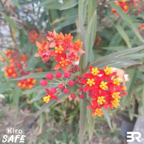 Safe