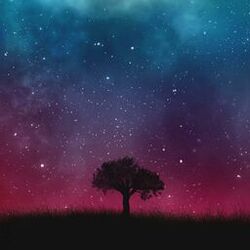 Cover of Cold Nights