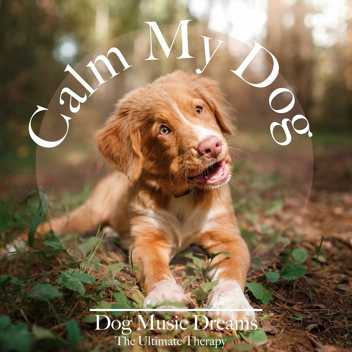 Album cover of Calm My Dog: Dog Music Dreams - The Ultimate Therapy