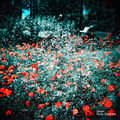Three Daydream