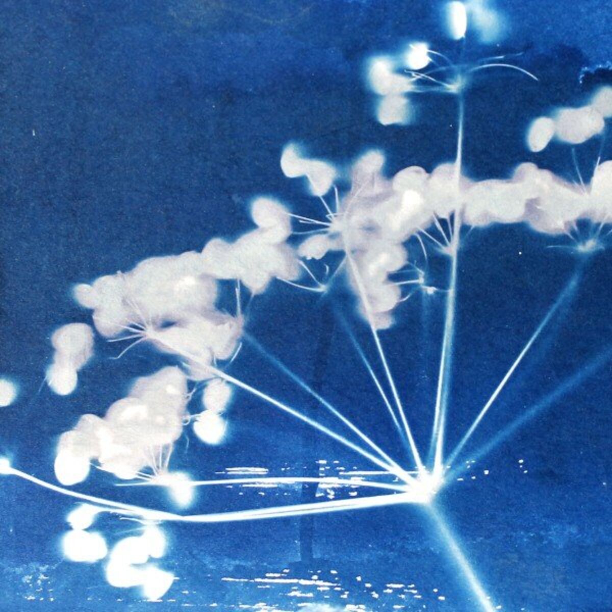 Album cover of Wind Blows
