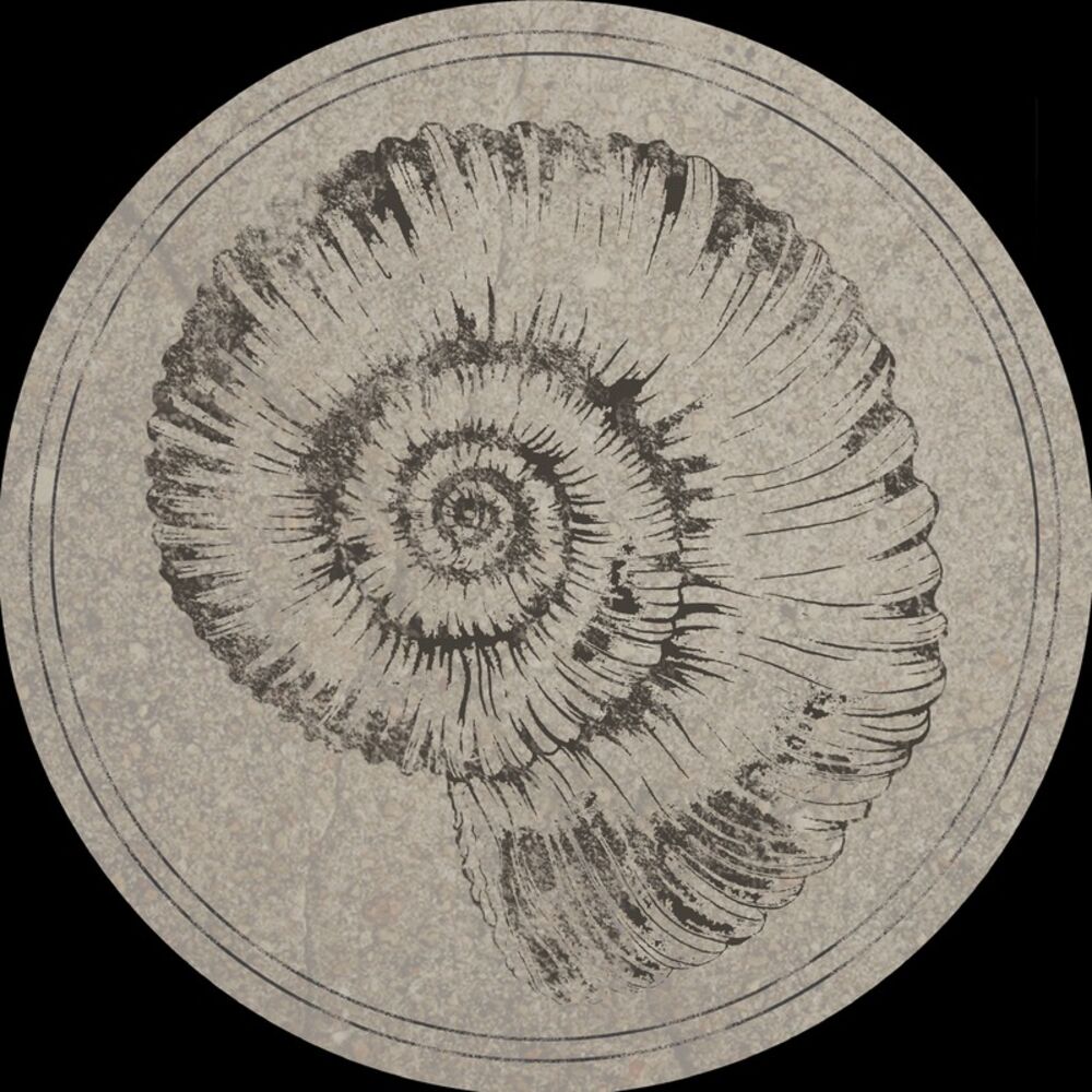 Picture of Perisphinctes Tiziani