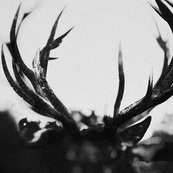 Cover of IHSAHN