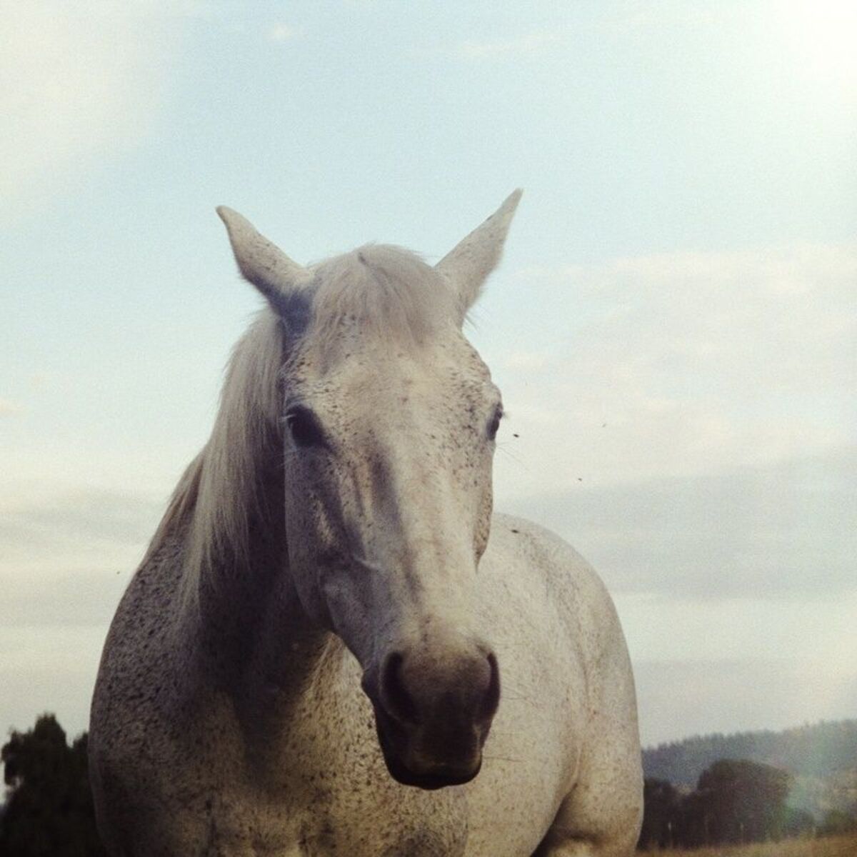 Album cover of Northstar
