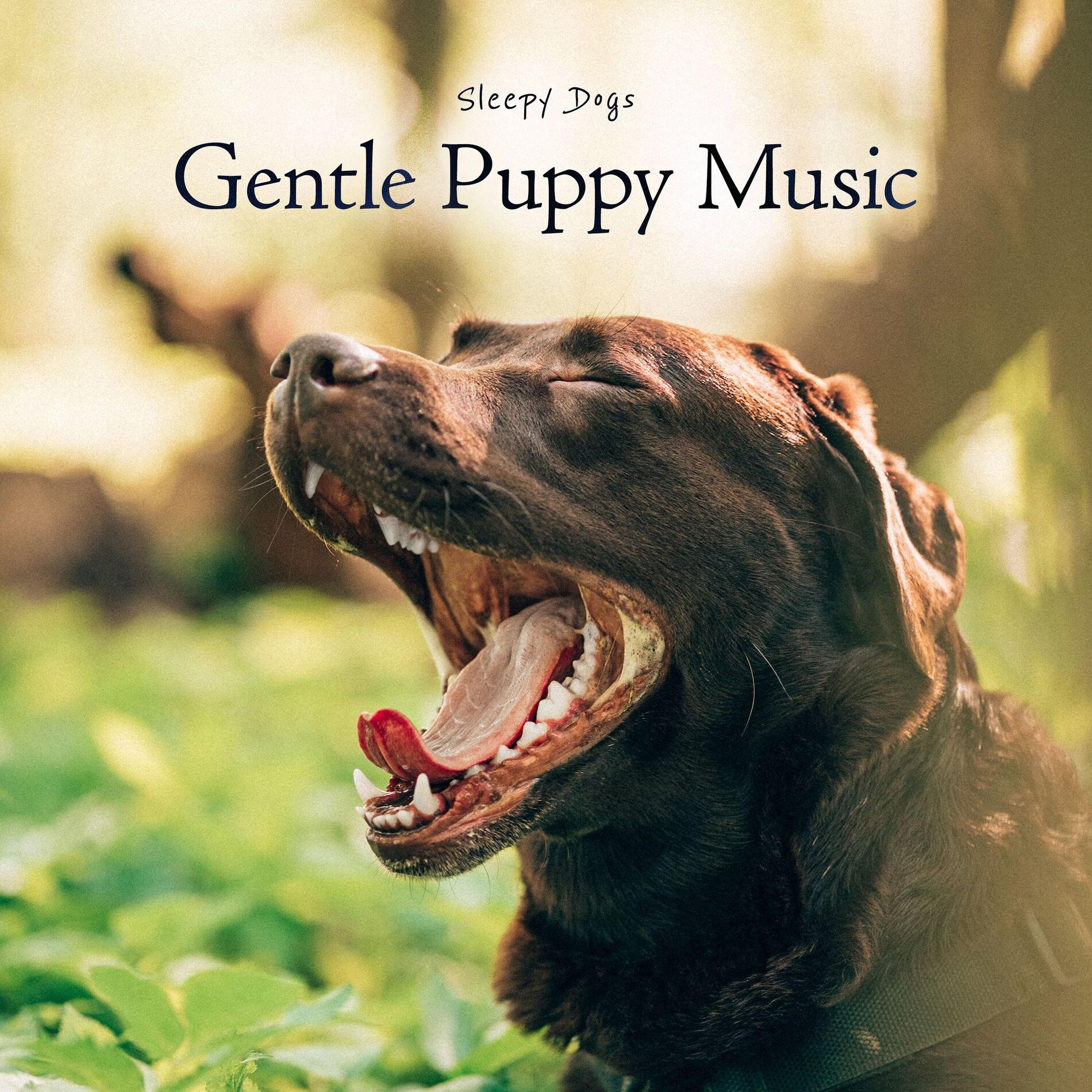 Album cover of Gentle Puppy Music