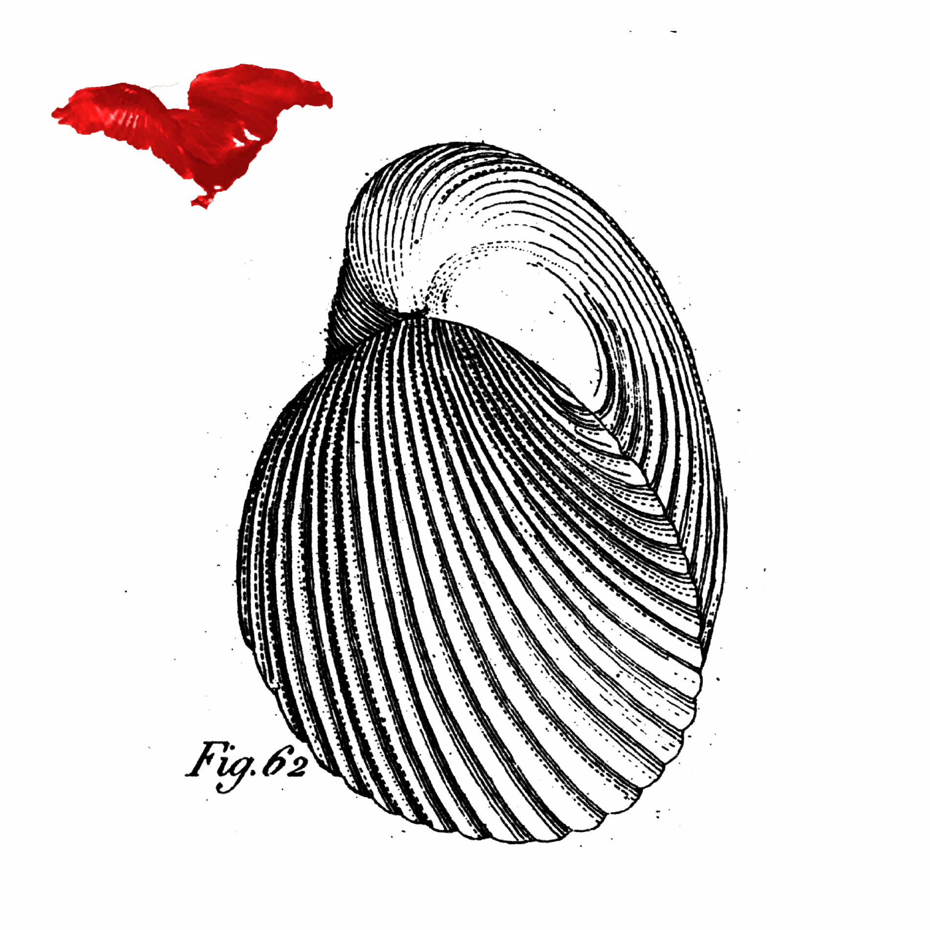 Album cover of Koma Kaprifol