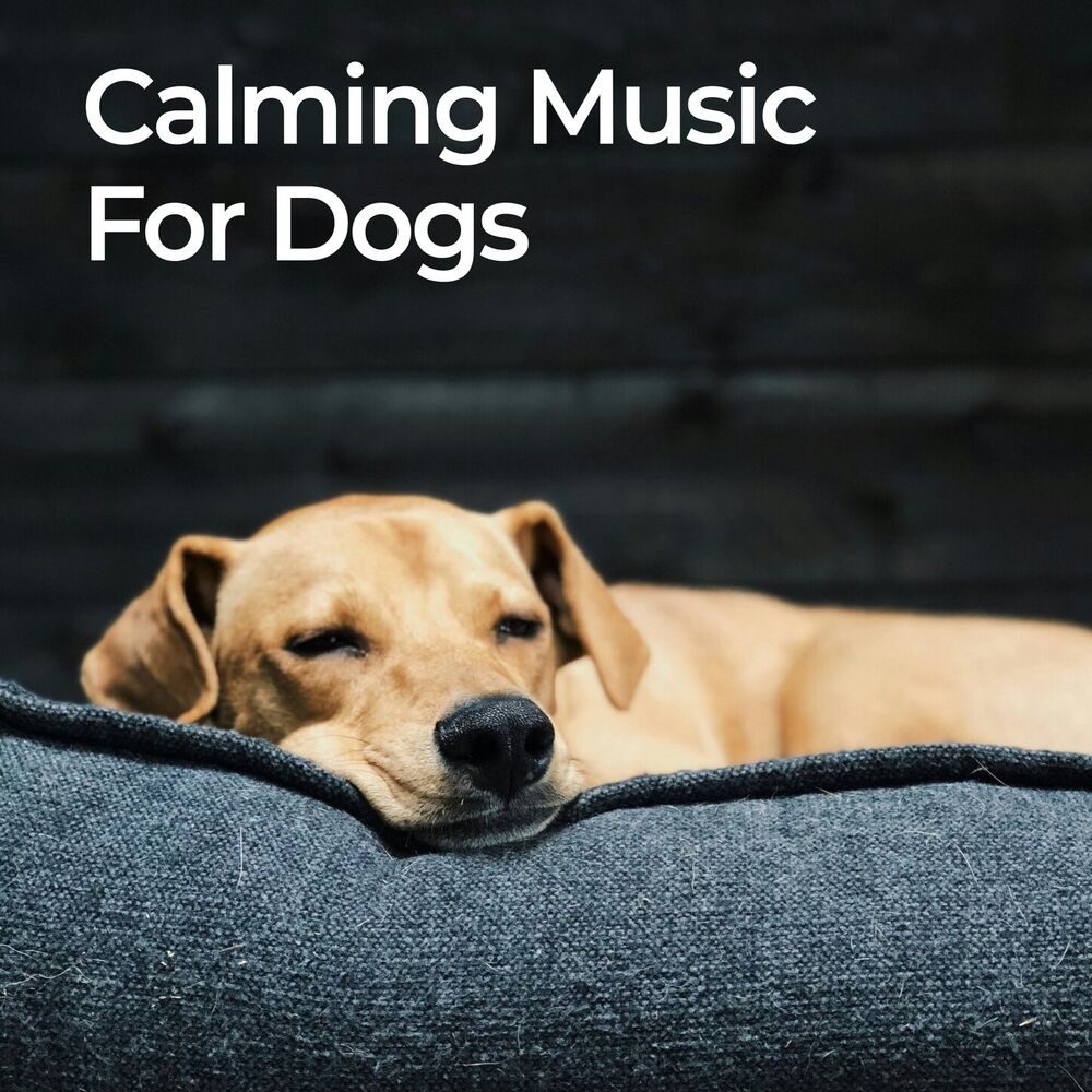 Picture of Calming Music for Dogs