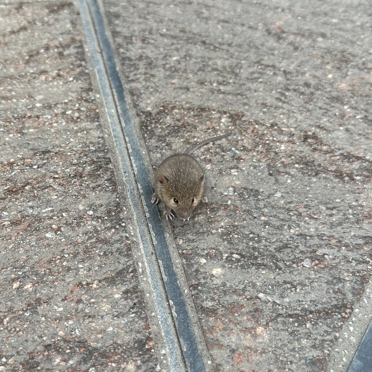 Album cover of Mouse