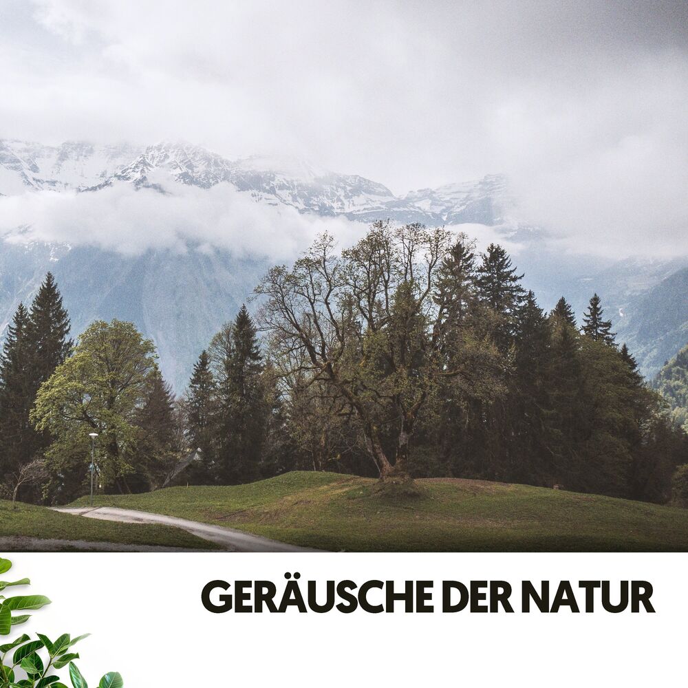 Picture of Geräusche der Natur: Weißes Rauschen der Wildnis