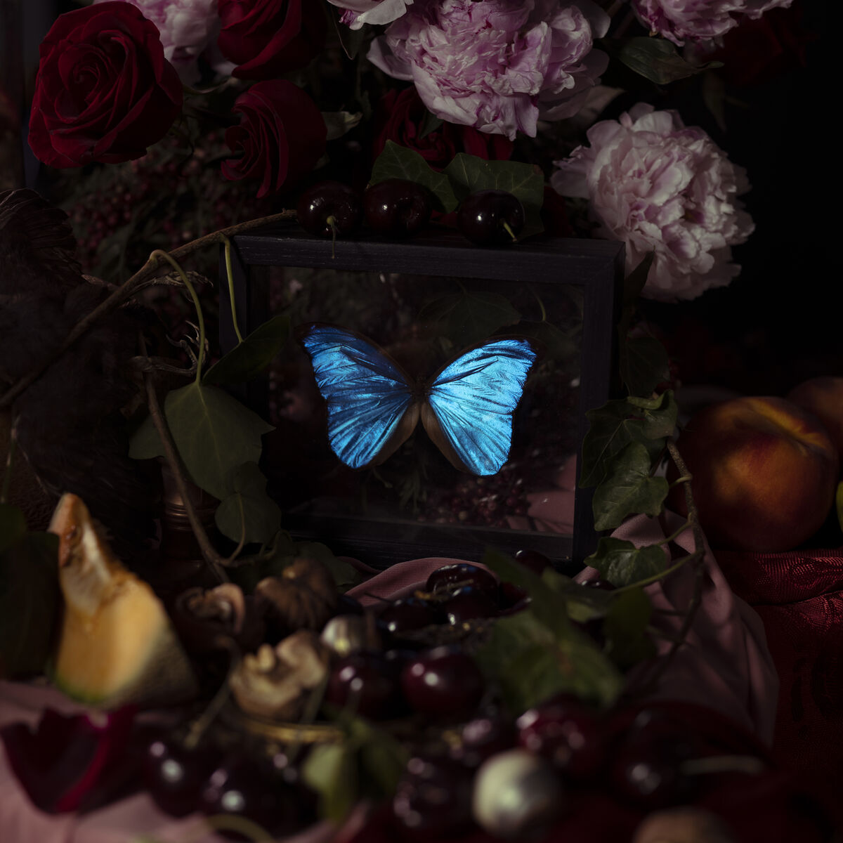 Album cover of Morpho Menelaus