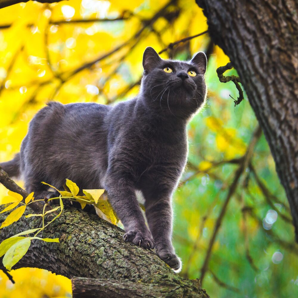 Picture of Cat's Binaural Melody: Nature Harmonies for Whiskered Wonder