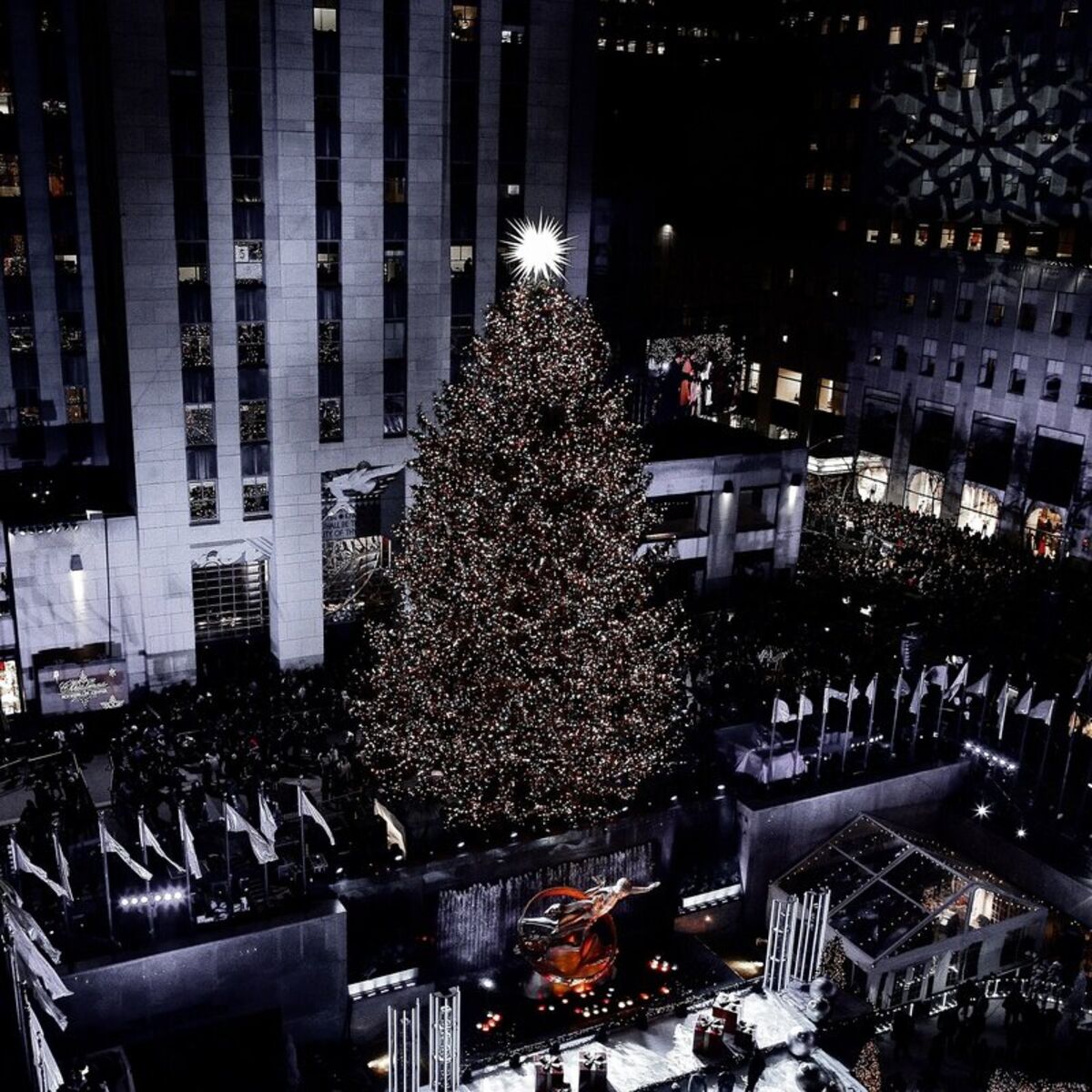 Album cover of Roses in December