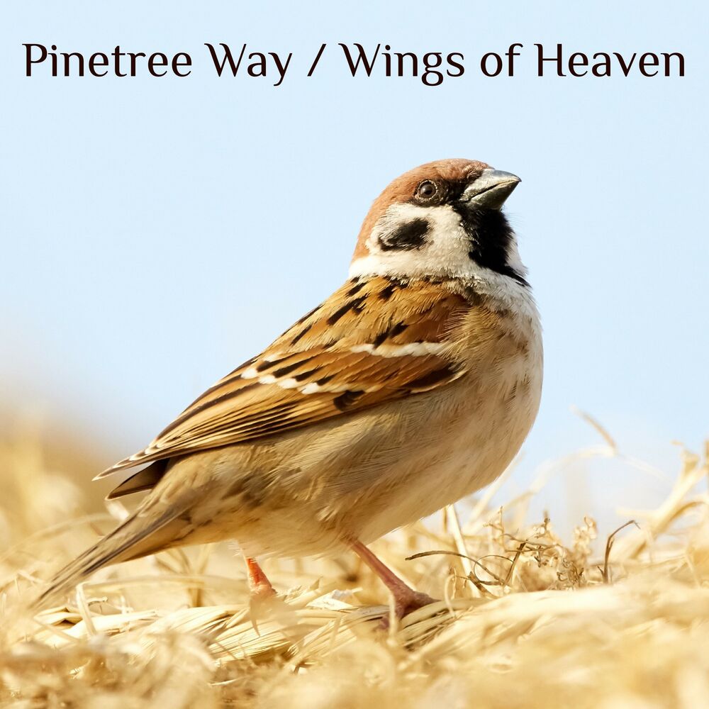 Picture of Wings of Heaven