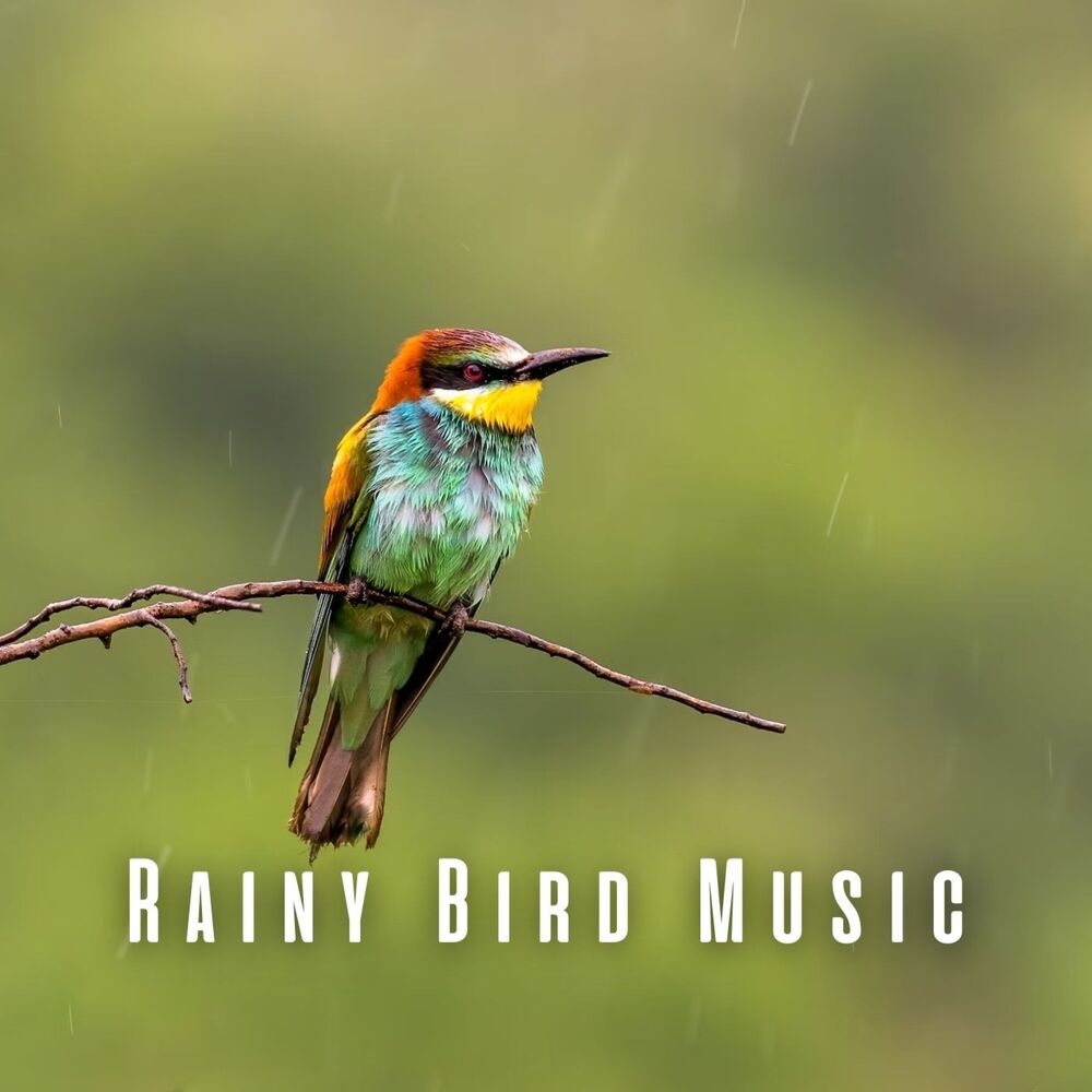 Picture of Rainy Bird Music