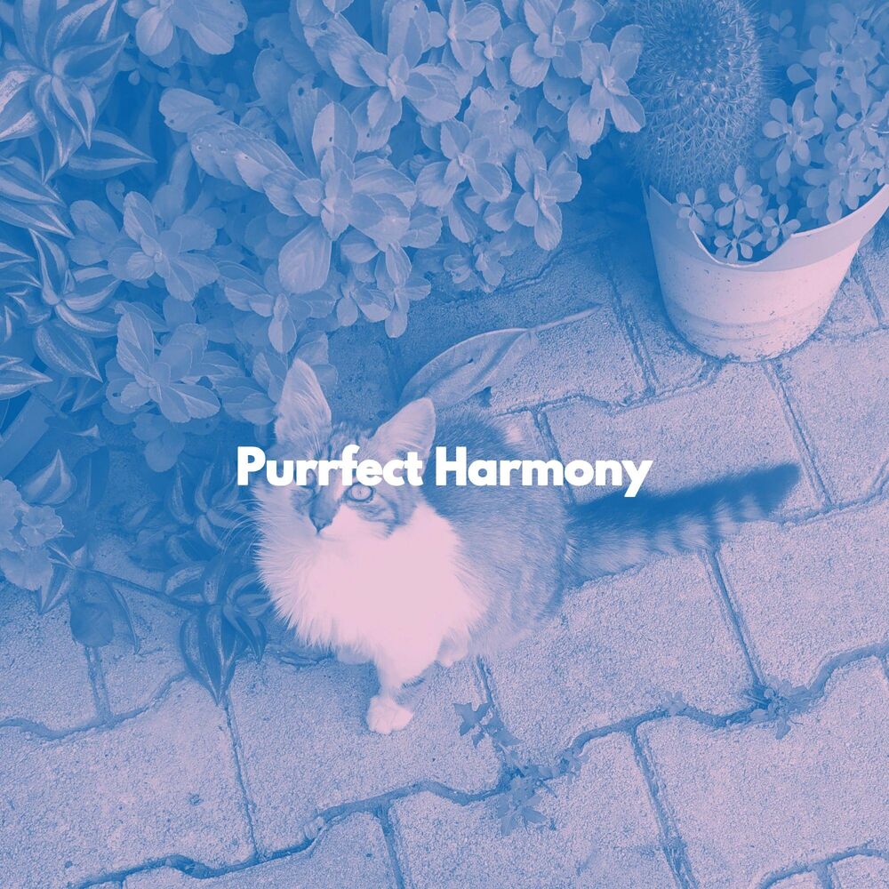 Picture of Purrfect Harmony