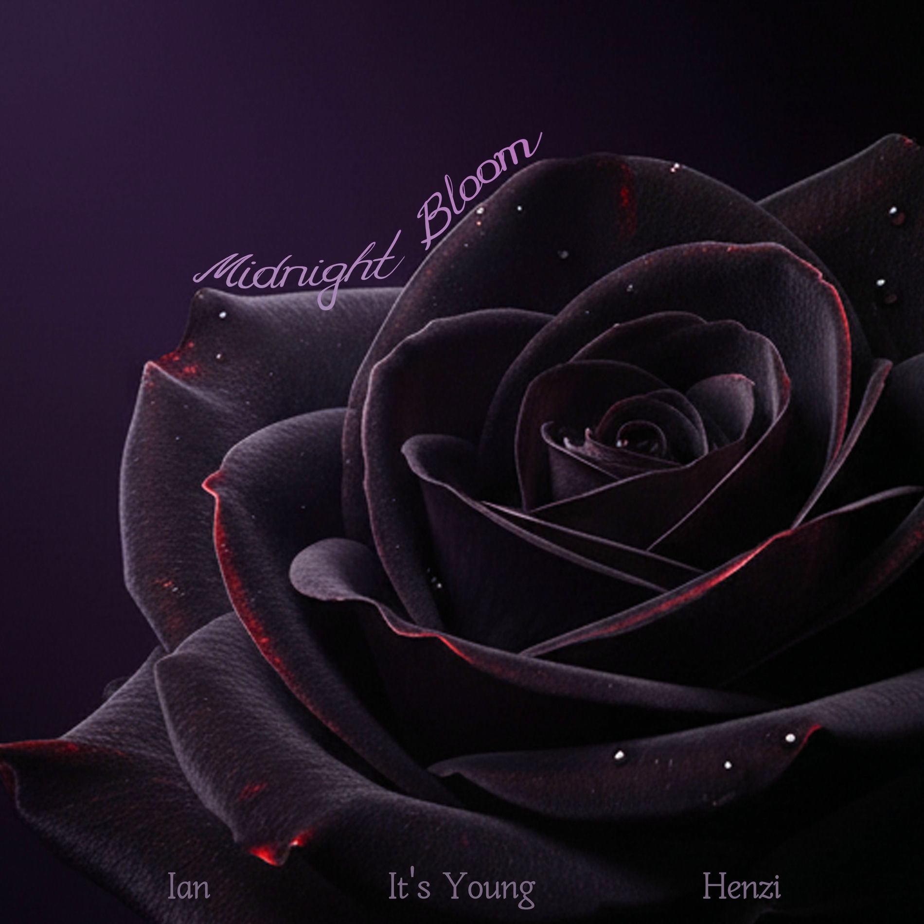 Album cover of Midnight Bloom