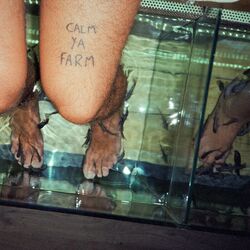 Cover of Calm Ya Farm