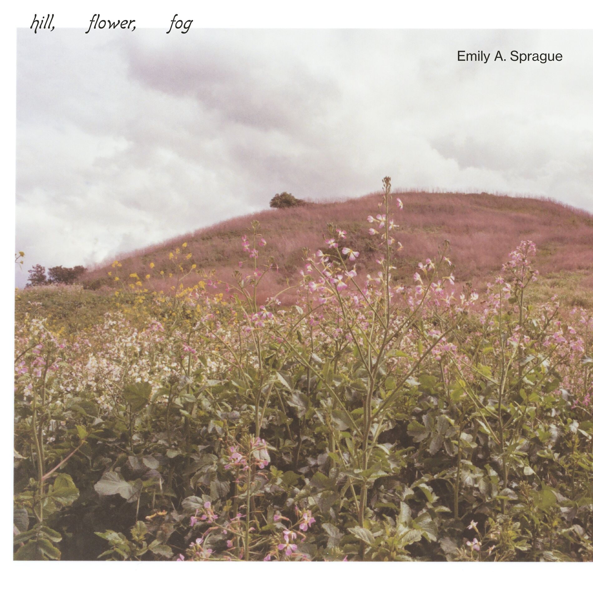 Album picture of Hill, Flower, Fog