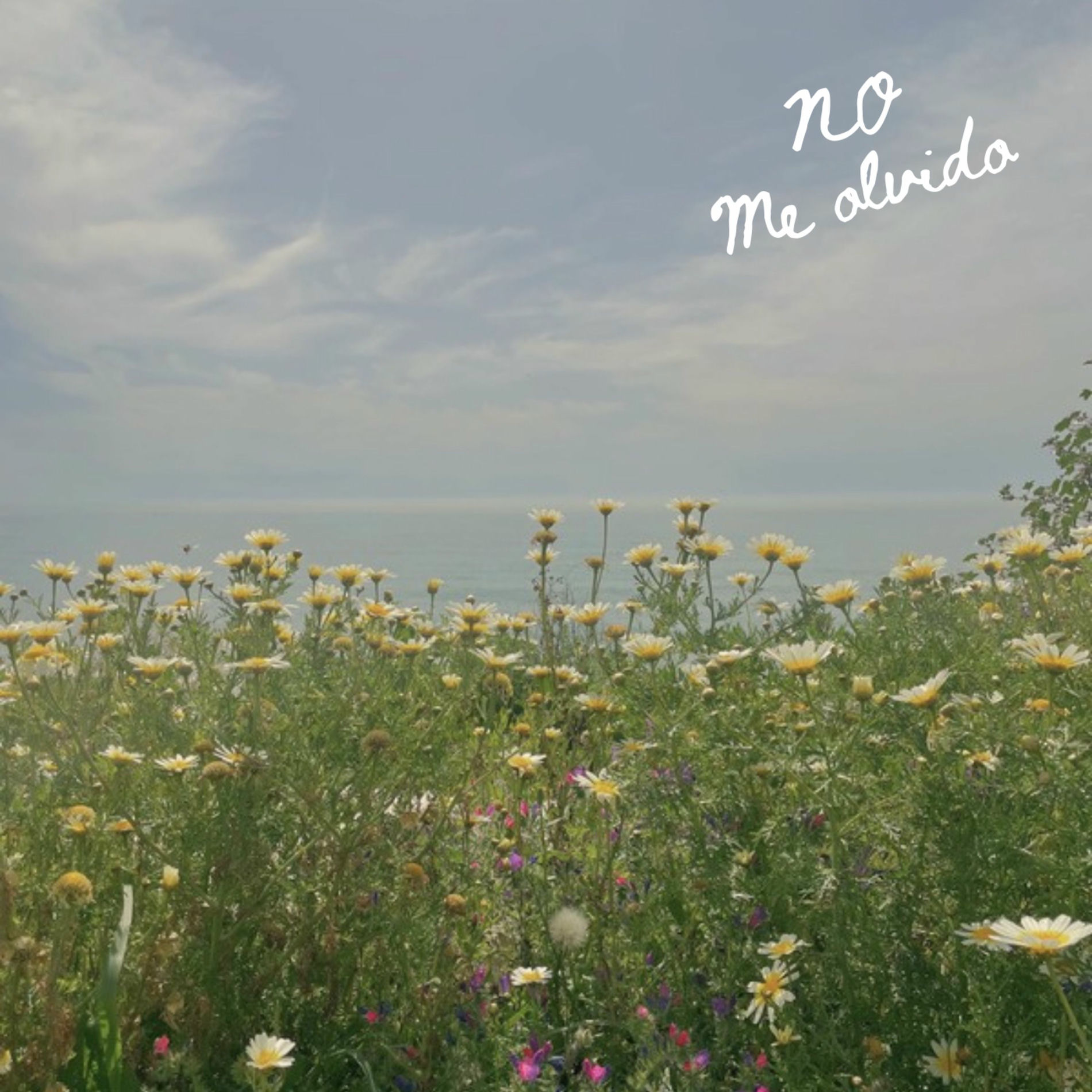 Album cover of No Me Olvido