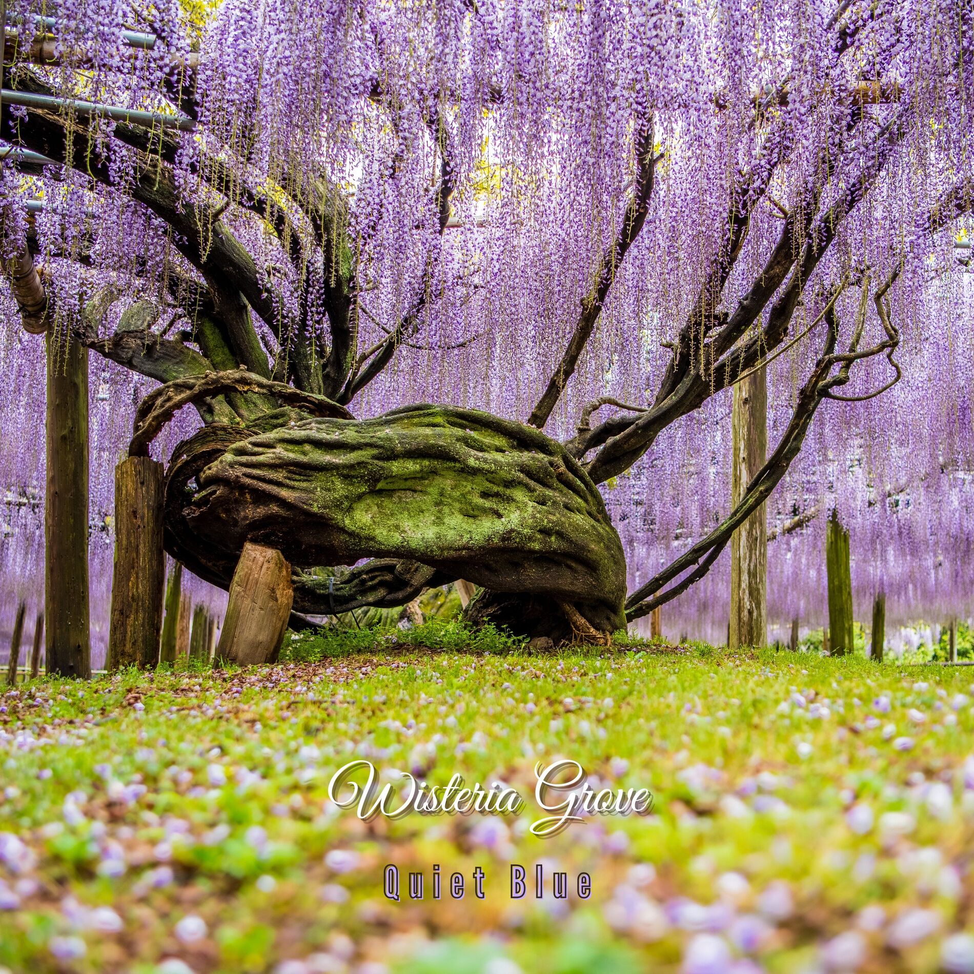 Album cover of Wisteria Grove