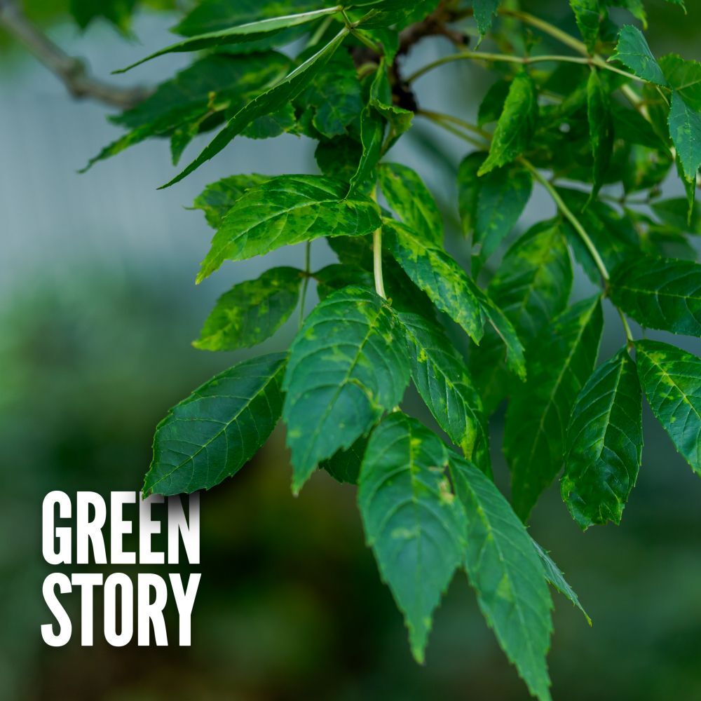 Picture of Green Story