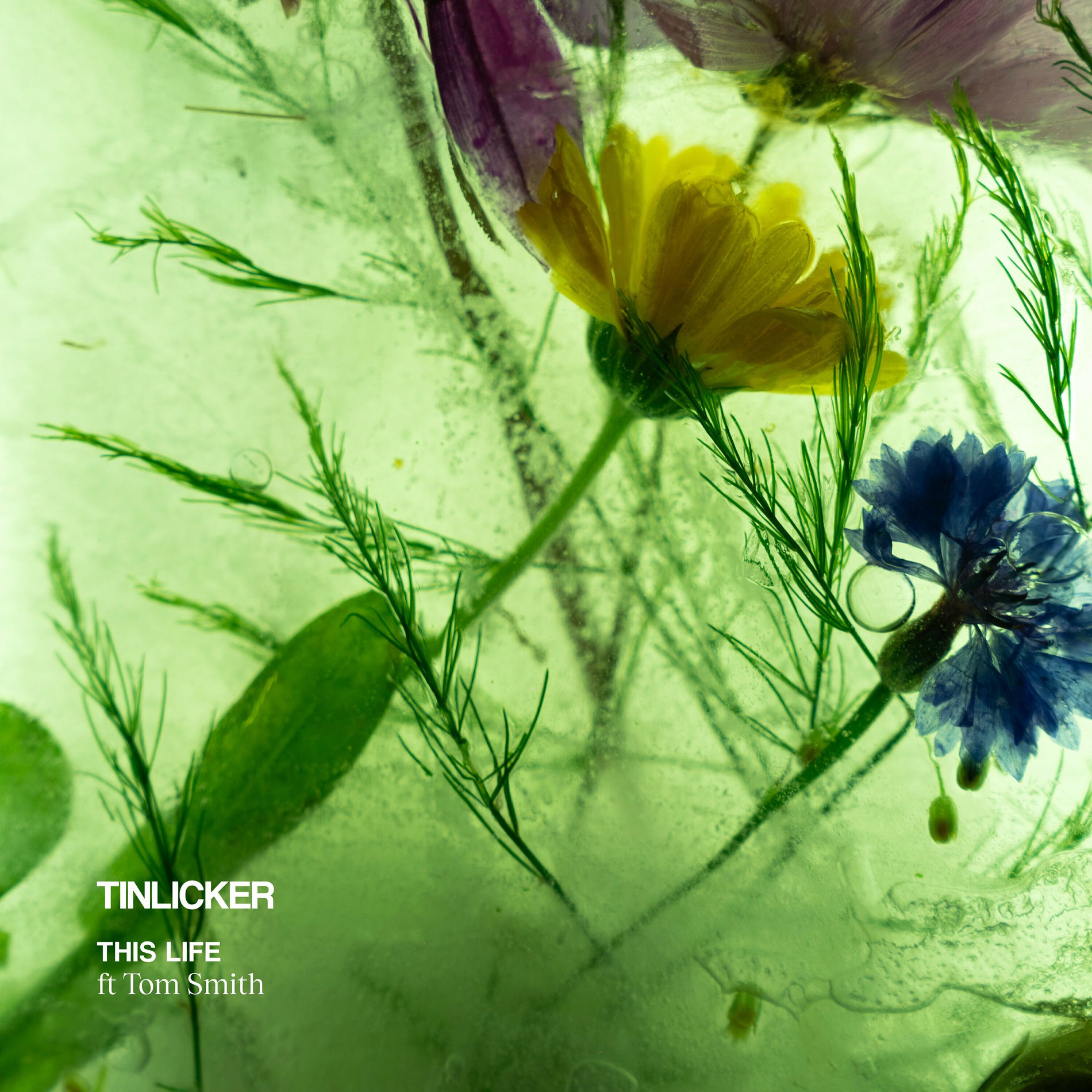 Album cover of This Life (feat. Tom Smith)