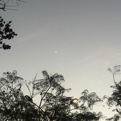 Cover of Luna