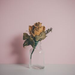 Cover of Belong